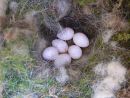 Great tit (Parus major) eggs