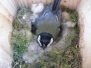 Great tit (Parus major) sitting on eggs in nestbox