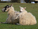Lamb reclining on mother's back