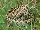 Male adder (Vipera berus), Cotswolds