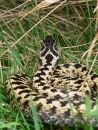Male adder (Vipera berus), Cotswolds