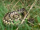 Male adder (Vipera berus), Cotswolds