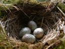 Mistle thrush (Turdus viscivorus) eggs