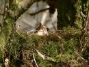 Mistle thrush (Turdus viscivorus) sitting on eggs