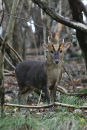 Male muntjac deer (Muntiacus reevesi), UK