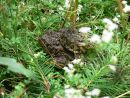 Natterjack toads (Epidalea calamita), formerly (Bufo calamita), in amplexus prior to mating