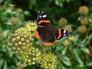 Red admiral butterfly (Vanessa atalanta) feeding on ivy flowers