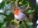 Robin (Erithacus rubecula) at sunrise feathers fluffed against the cold