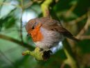 Robin (Erithacus rubecula) at sunrise, feathers fluffed against the cold