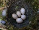 Robin (Erithacus rubecula) eggs