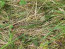 Sand lizard (Lacerta agilis) camouflaged in grass