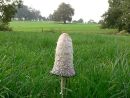Shaggy ink cap mushroom or lawyer's wig (Coprinus comatus)