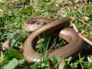 Slow-worm (Anguis fragilis), basking, Cotswolds