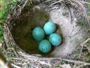Song thrush (Turdus philomelos) eggs