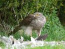 Female sparrowhawk (Accipiter nisus) feeding on collared dove prey