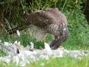 Female sparrowhawk (Accipiter nisus) feeding on collared dove prey