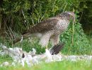 Female sparrowhawk (Accipiter nisus) feeding on collared dove prey