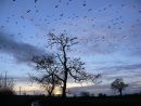 Starlings (Sturnus vulgaris) gathering before roosting, Somerset Levels