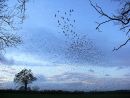 Starlings (Sturnus vulgaris) going to roost, Somerset Levels