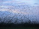 Peregrine falcon (Falco peregrinus) attacking flock of roosting starlings (Sturnus vulgaris), Somerset Levels