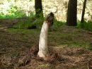 Phallic stinkhorn fungus (Phallus impudicus) with fly on cap