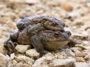 Common toads (Bufo bufo) in amplexus prior to mating, UK