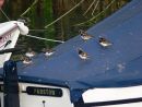 Turnstones (Arenaria interpres) roosting on boat in Padstow harbour