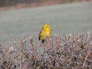 Yellowhammer (Emberiza citrinella) male on frosted freshly cut hedge, Cotswolds