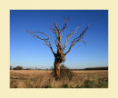 Lonely Tree