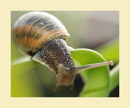Snail 1