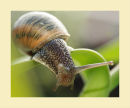 Snail 1