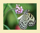 Butterfly 2