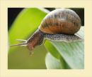 Snail 2