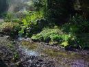 Wet shade collection- 7 named ferns- £30.00 including delivery