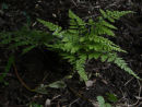Arachniodes miqueliana Miquel's Bristle Fern 9cm plant £4.95