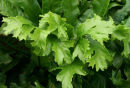 Asplenium scolopendrium 'Cristatum' Crested hart's Tongue Fern 9cm £3.75