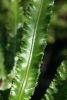 Asplenium scol. ‘Angustifolia’ 9cm £3.75