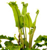 Asplenium scolopendrium 'Furcata' 9cm £3.75