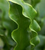 Asplenium scol. ‘Undulatum’ 9cm £3.75