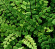 Asplenium trichomanes Maidenhair Spleenwort 9cm £3.95