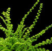 Athyrium filix-femina 'Fritzelliae'- The Irish Tatting Fern 9cm £3.95