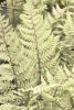 Athyrium 'Ghost' 9cm £4.95