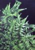 Athyrium nipponicum 'Applecourt' Crested Painted Fern 9cm £4.95