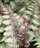 Colourful fern collection- 7 named ferns £33.00 including delivery