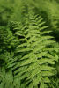 Athyrium filix-femina The Lady Fern 9cm £3.75