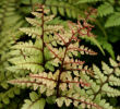 Athyrium otophorum  'Okanum' 9cm £3.75