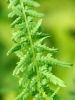 Athyrium filix-femina 'Victoriae' Plug £2.95