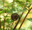 Athyrium vidalii Vidal's Lady Fern- Sold out