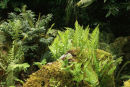 Native Fern collection- 7 named ferns £32.00 including delivery!