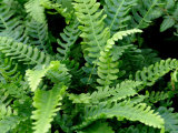 Blechnum spicant  AGM  Deer Fern Sold out